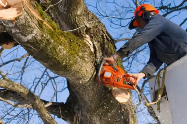 Tree Trimming ventsmagazines.co.uk