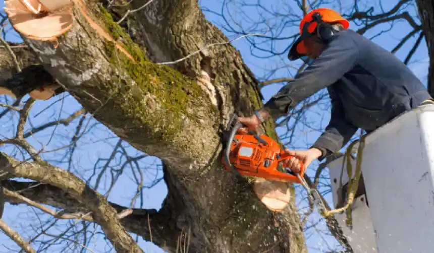 Tree Trimming ventsmagazines.co.uk