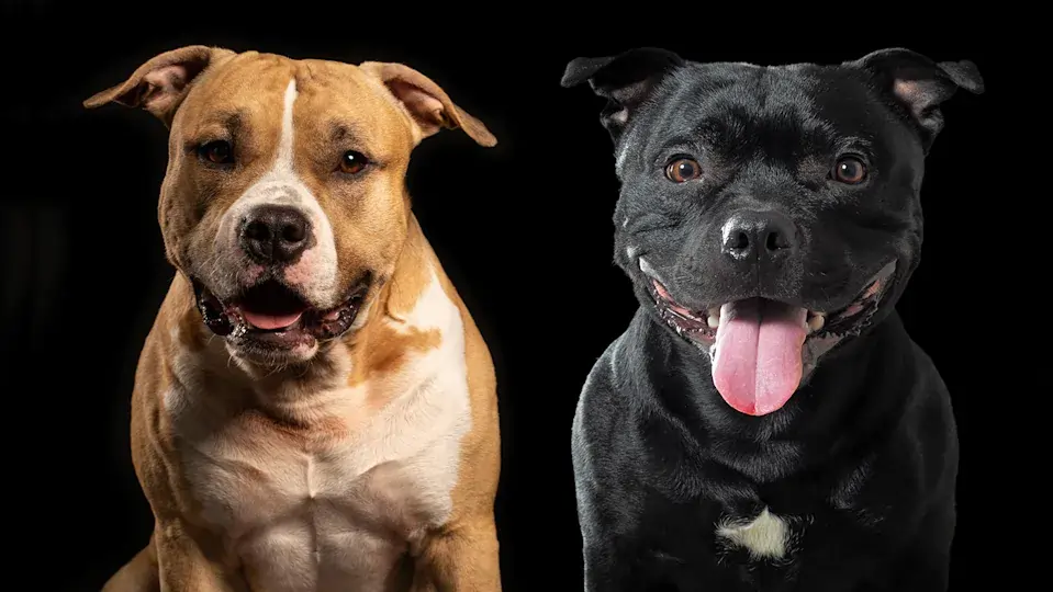 Staffordshire Bull Ventsmgazines.co.uk