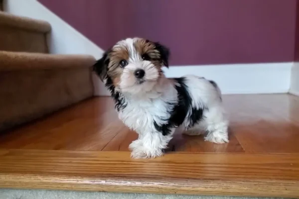Teacup Yorkie Puppies Ventsmagazines.co.uk