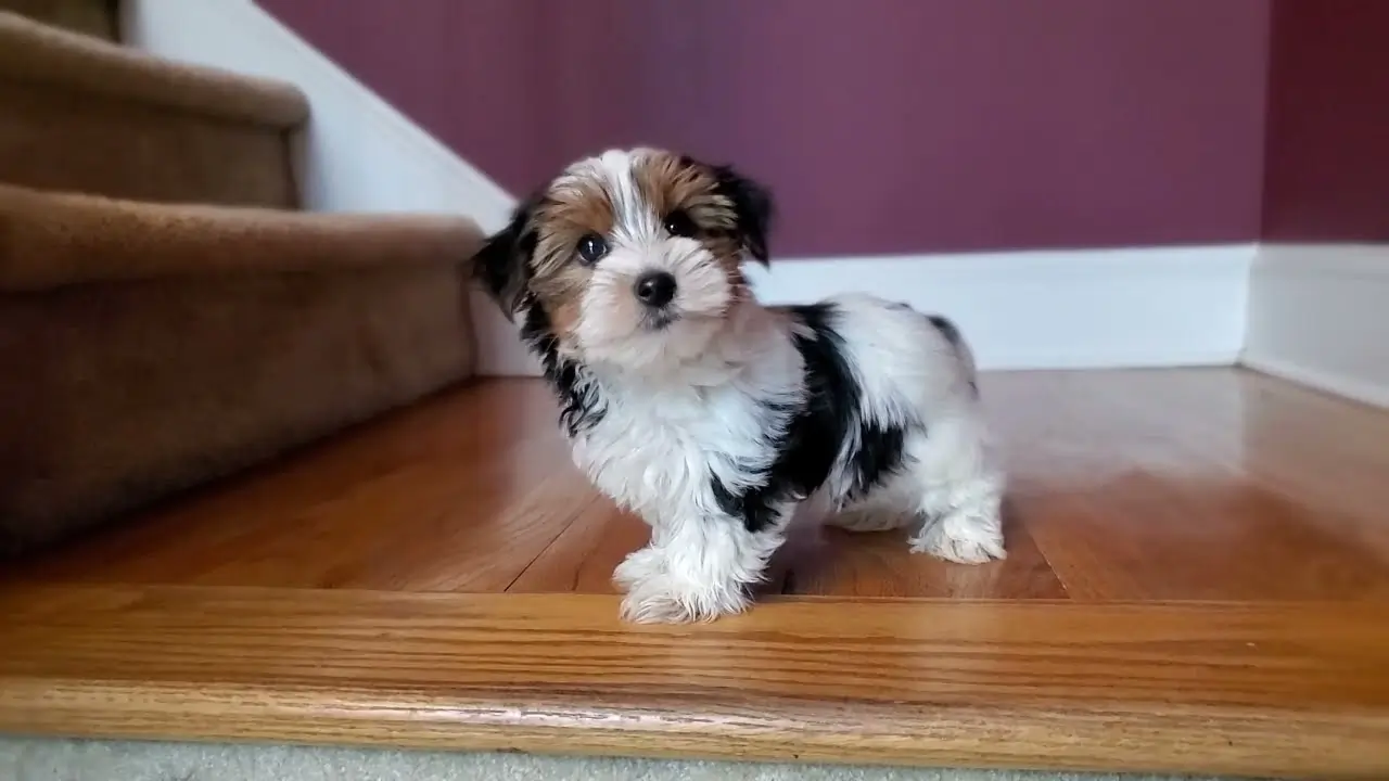 Teacup Yorkie Puppies Ventsmagazines.co.uk