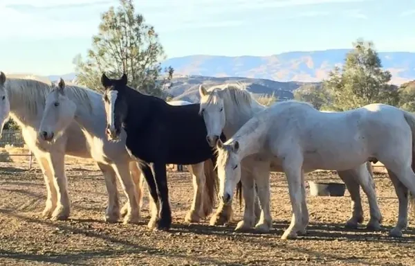 California Horse Lovers’ Guide: Shop Used Horse Trailers and Saddles Today California Horse Ventsmagazines.co.uk