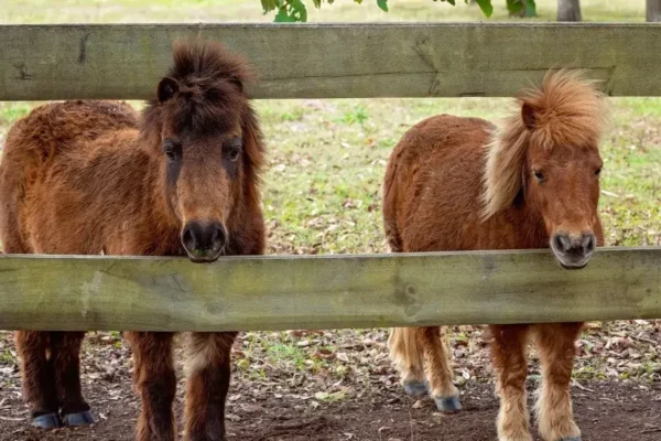 Best Local Guide to Miniature Cow and Mini Horses for Sale in Ohio Miniature Cow Ventsmagazines.co.uk