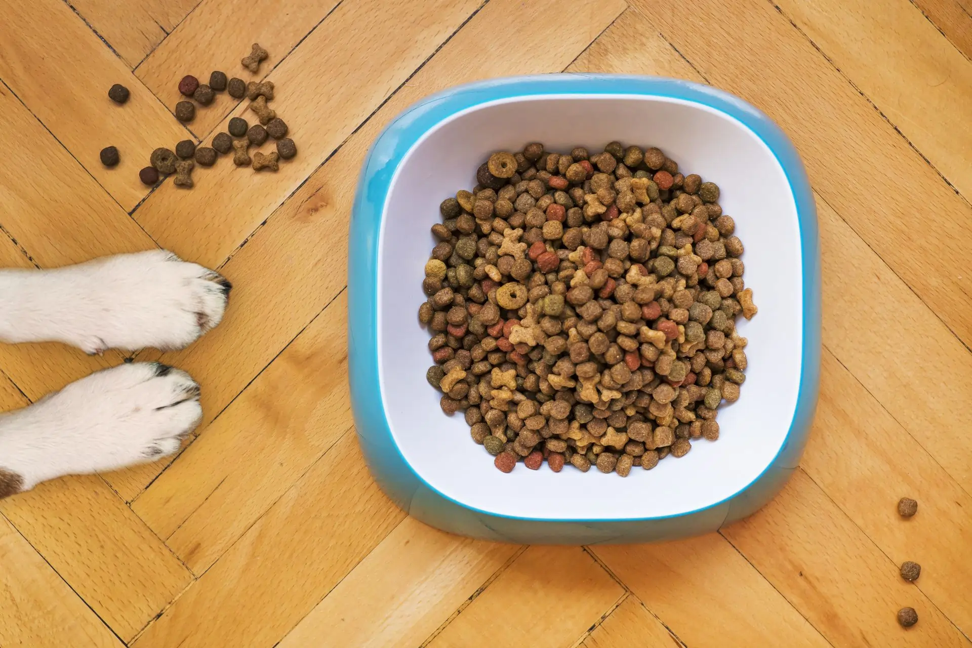 A bowl of natural, dry pet food kibble, highlighting whole ingredients and healthy nutrition for dogs.