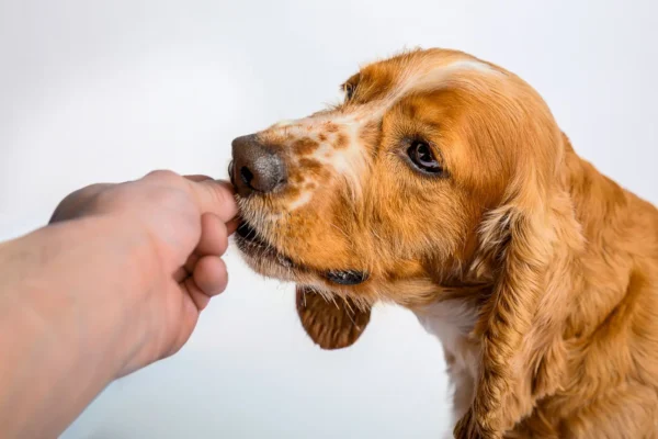 A healthy dog being hand-fed natural, whole-ingredient pet food, representing the shift towards premium natural pet nutrition.