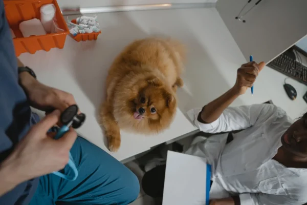 A curious cat looking at its own reflection in a mirror, representing modern pet wellness and engagement.