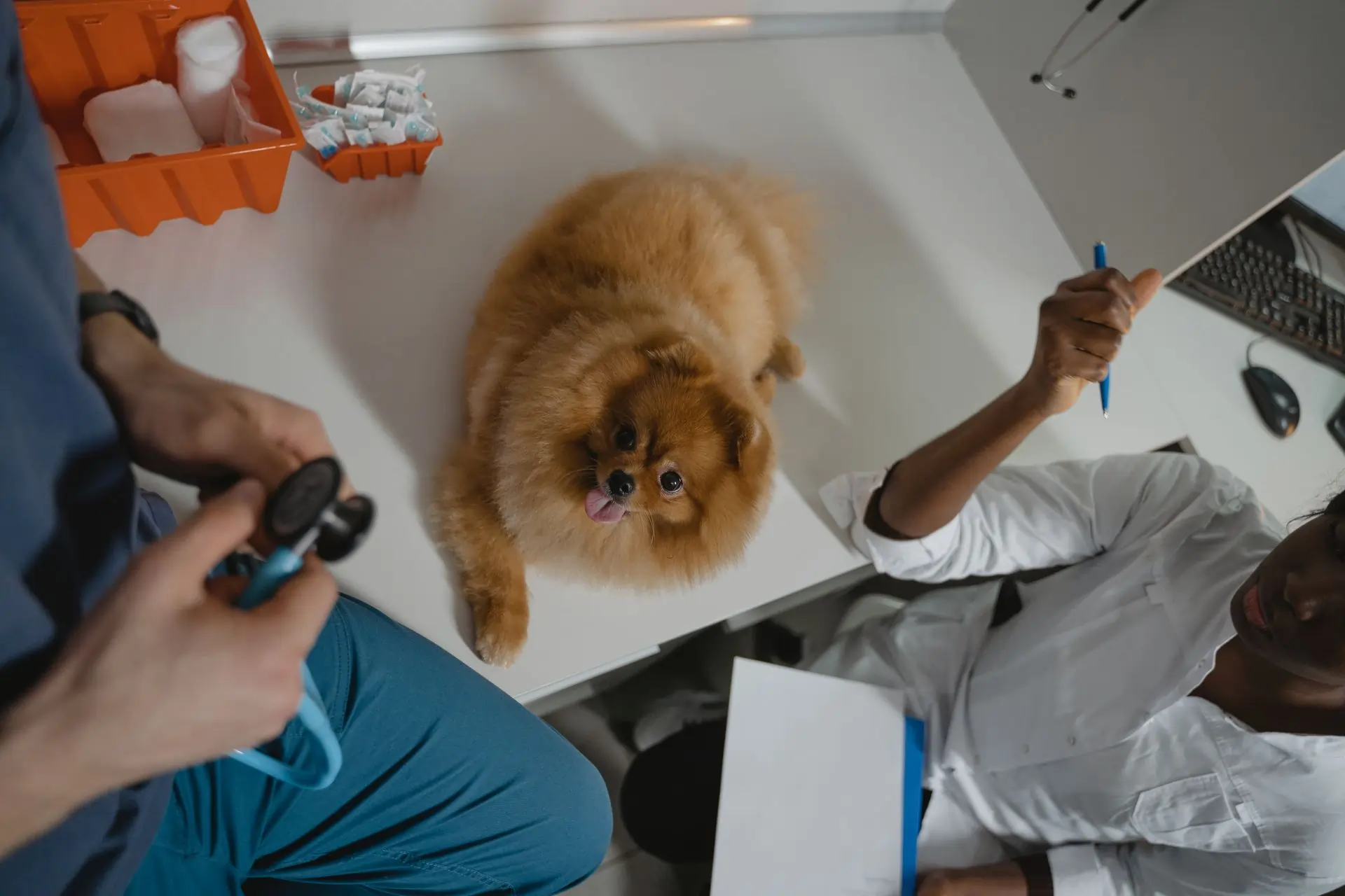 A curious cat looking at its own reflection in a mirror, representing modern pet wellness and engagement.