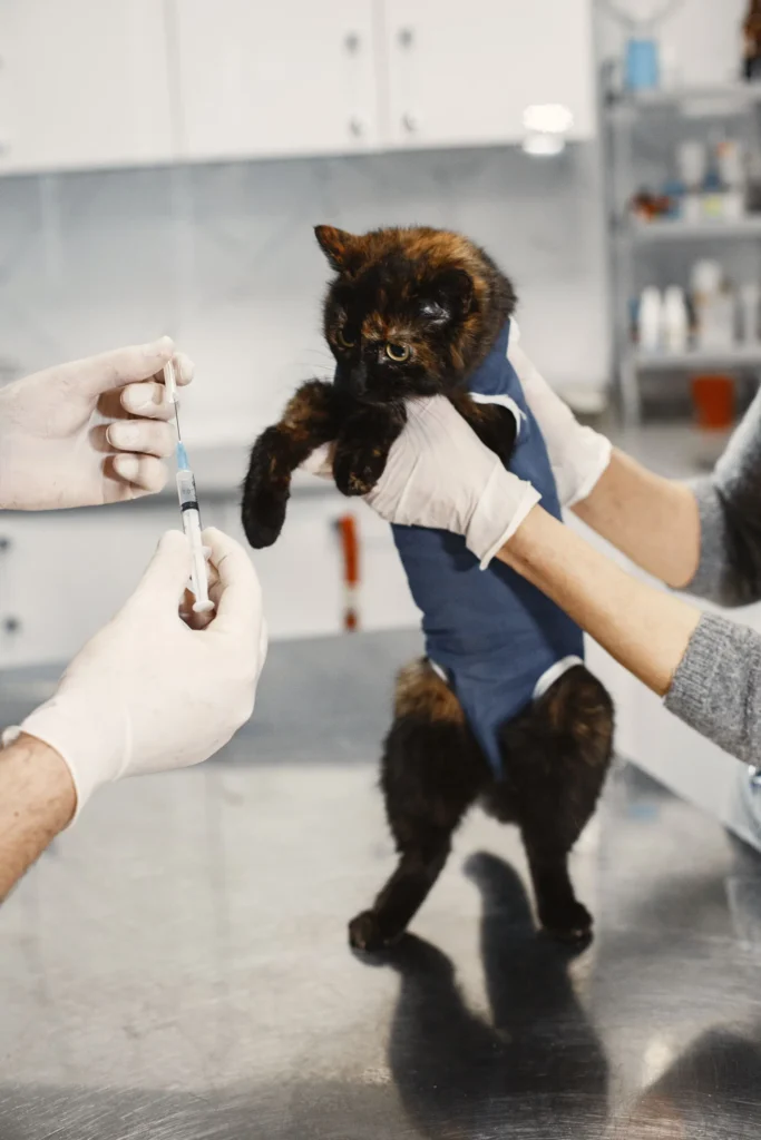 A veterinarian performing a professional health check-up on a cat in a clinic.